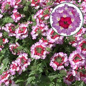 Bild von Verbena P12 Bebob pink